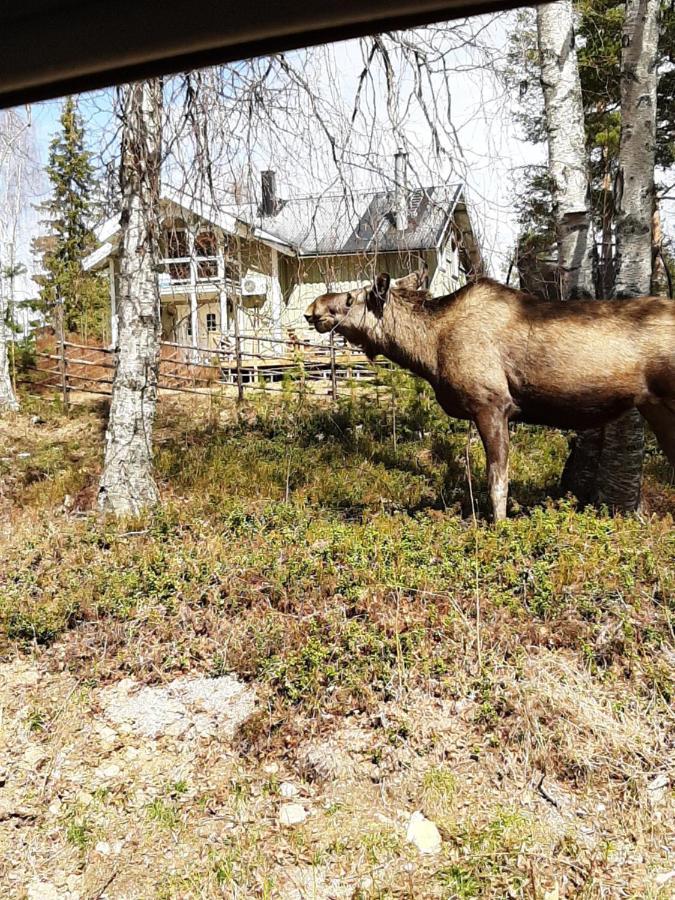 Skabram Bed & Breakfast Jokkmokk Buitenkant foto